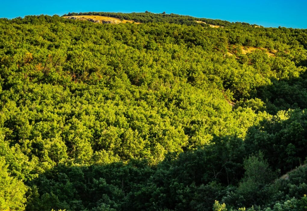 A vibrant green forest stretches under a clear blue sky, depicting a summer landscape.