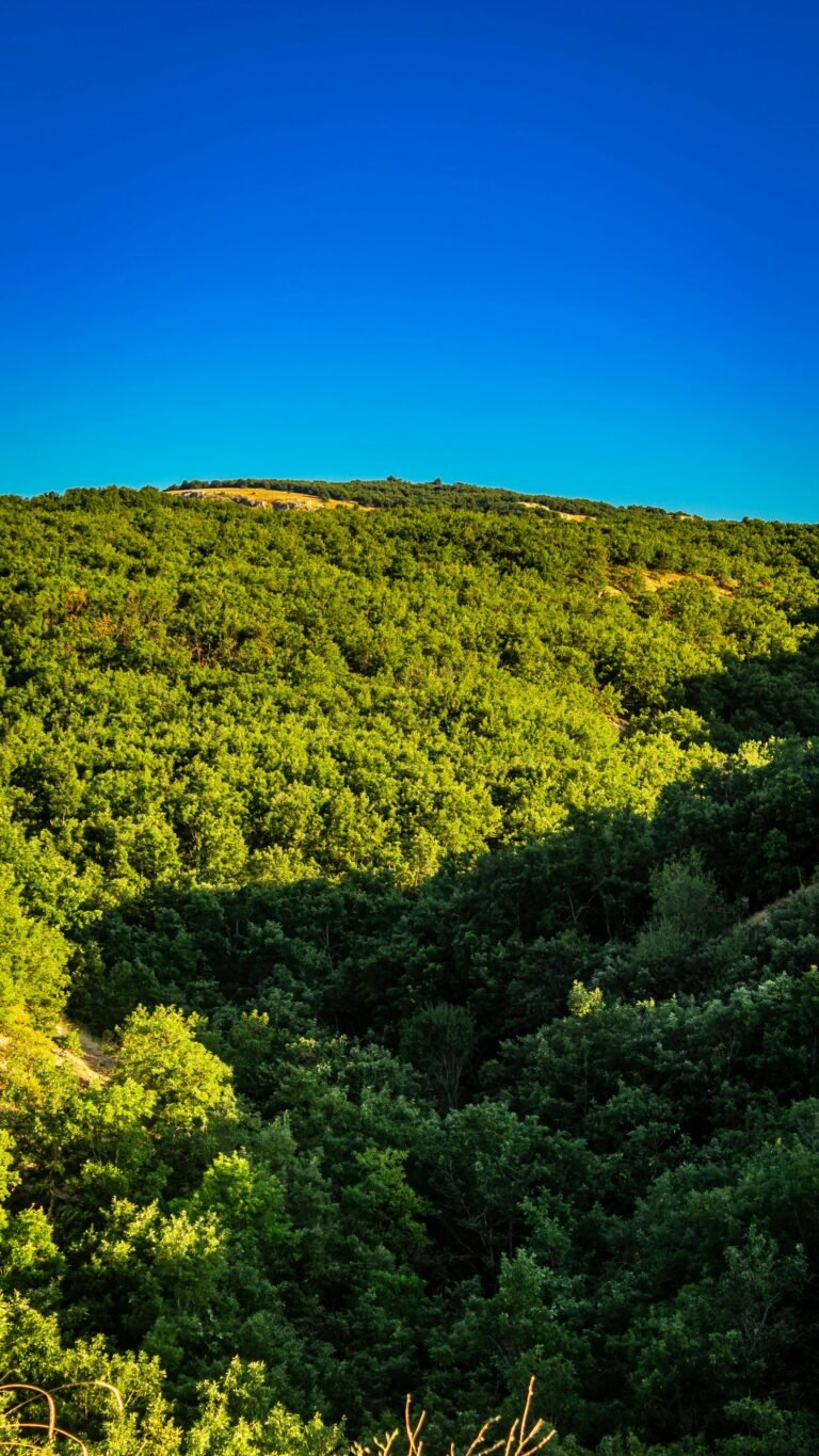A vibrant green forest stretches under a clear blue sky, depicting a summer landscape.